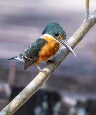 American Pigmy Kingfisher