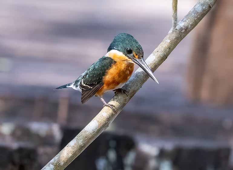American Pigmy Kingfisher