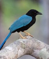 Black and Blue Broadbill