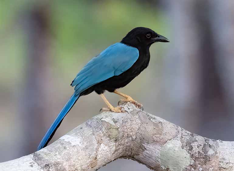 Black and Blue Broadbill