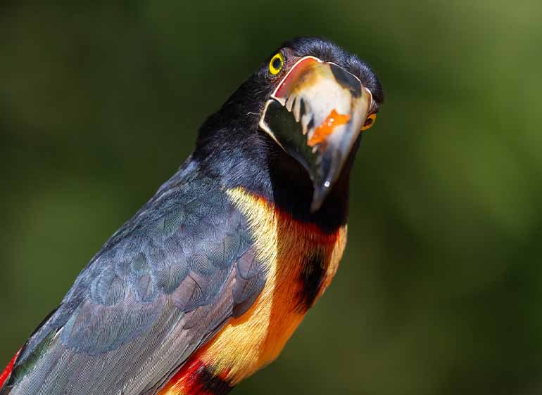 Collared Arcari