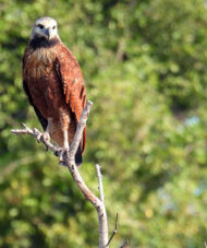 black collared hawk - Belize Birdwatching