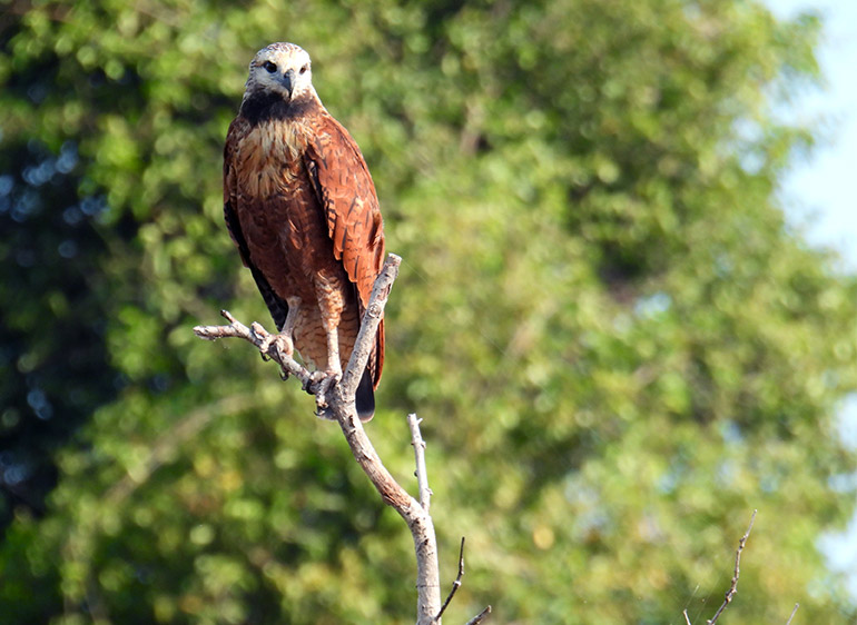 black collared hawk - Belize Birdwatching