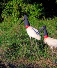 Jabiru Storks