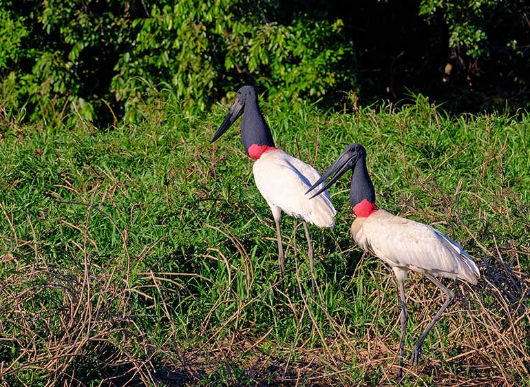 Jabiru Storks