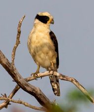 laughing-falcon