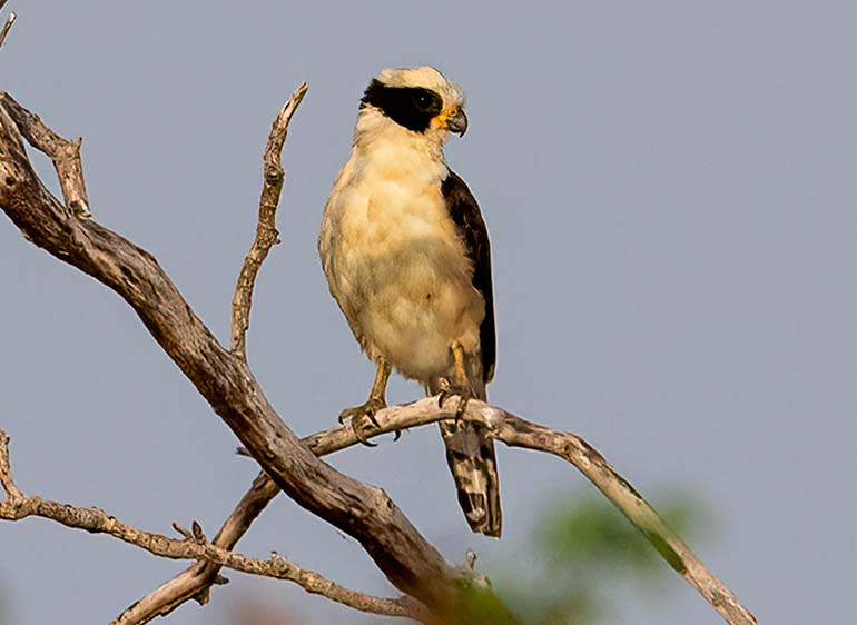 laughing-falcon