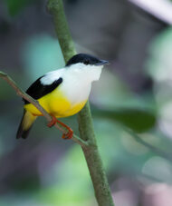 white-collared manakin