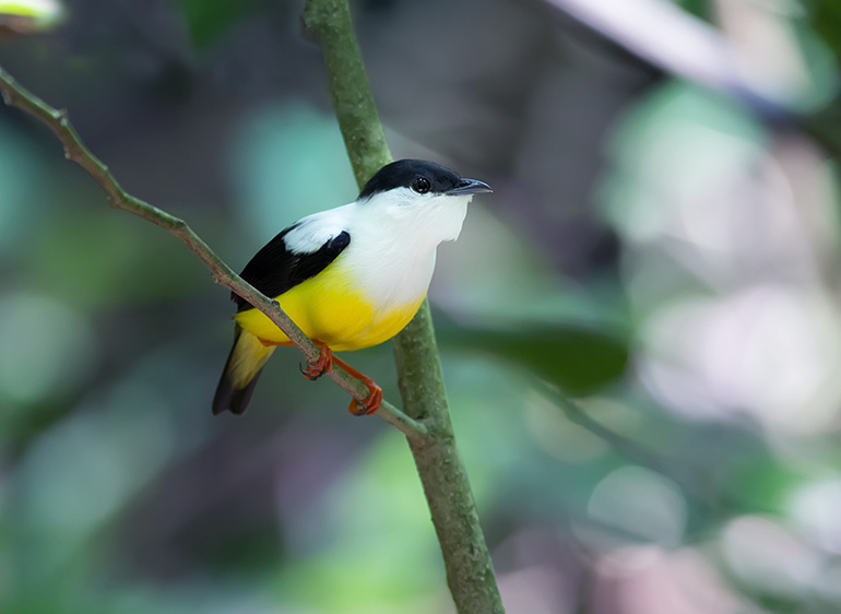 white-collared manakin