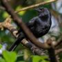 Melodious Blackbird