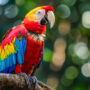 scarlet macaw