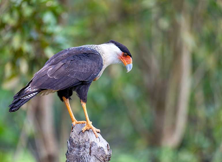 Crested Caracara