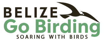 Belize Go Birding - Soaring with Birds