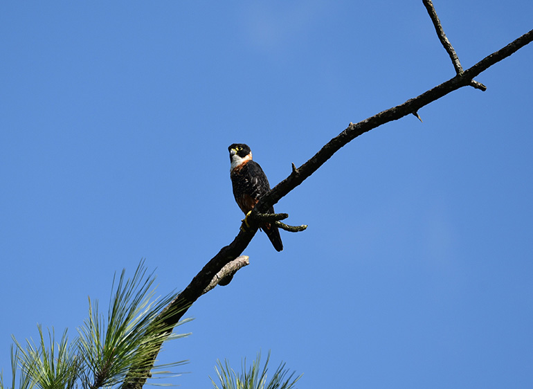 Orange-breasted Falcon