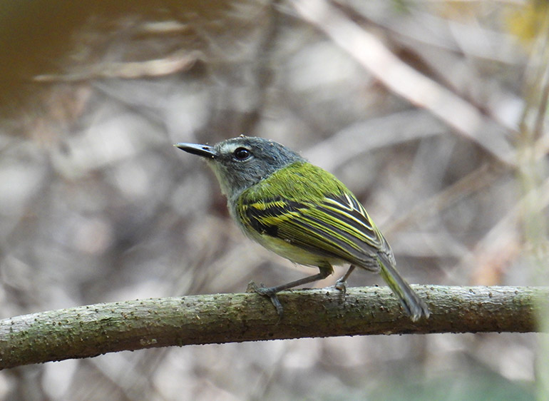 Slate headed Tody Flycatcher