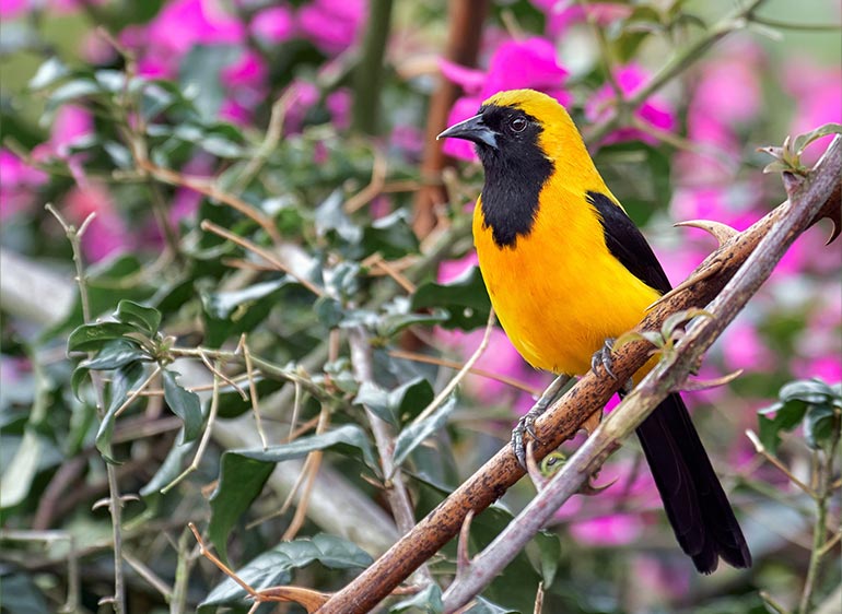 Yellow-backed Oriole