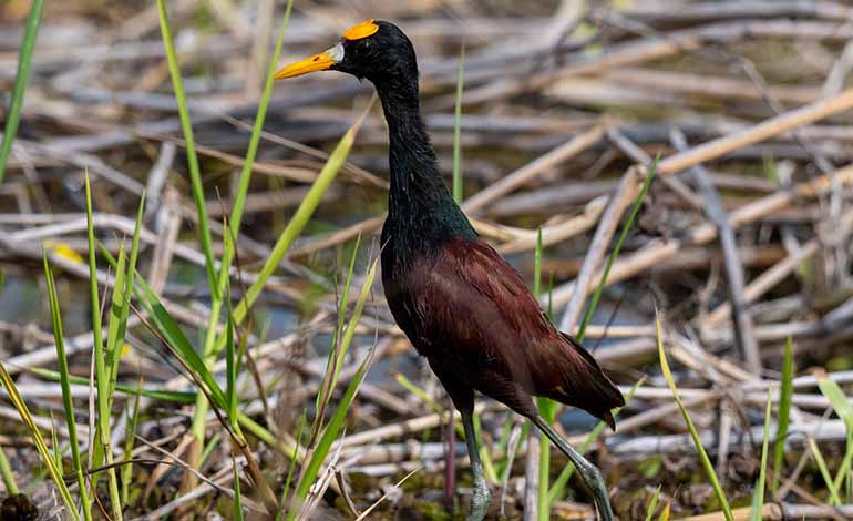 Northern Jacana