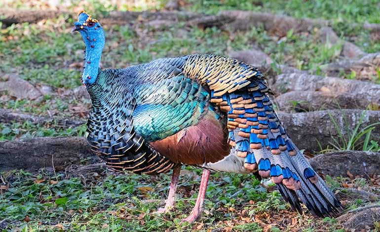 YOcellated Turkey